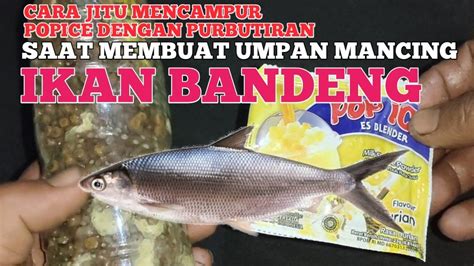 Umpan Ikan Bandeng Paling Jitu Dimusim Penghujan Youtube