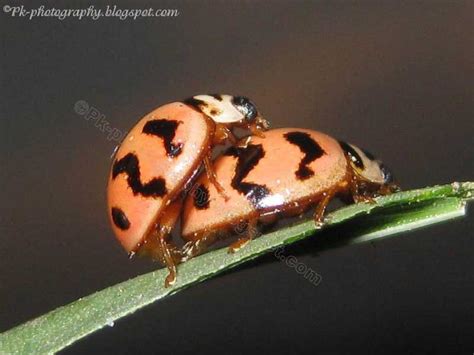 Ladybugs Mating | Nature, Cultural, and Travel Photography Blog