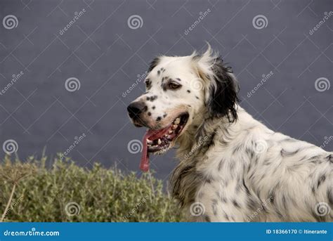 Hunting English Setter stock photo. Image of cute, puppy - 18366170