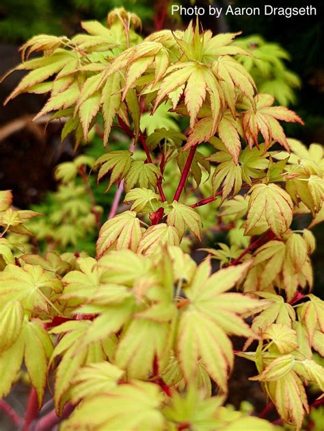 Buy Acer Palmatum Sango Kaku Coral Bark Japanese Maple Mr Maple