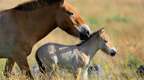 Takhi Horses - NWF | Ranger Rick