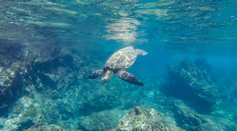 Snorkeling in Maui: Molokini and Turtle Town - This Adventure Life