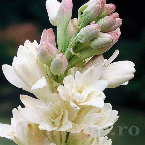 Bulbi Tuberoze Classic (Polianthes)
