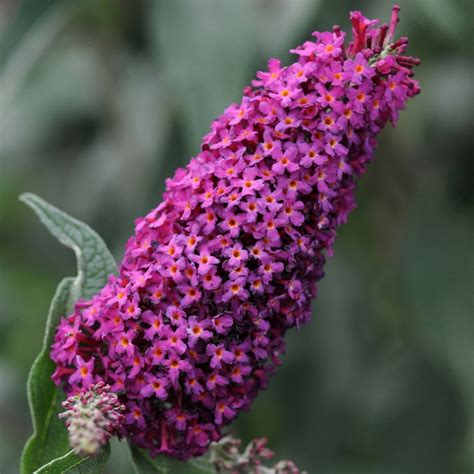 Buddleia Hybrid Bosblink Blaze Pink Butterfly Bush Kings Garden