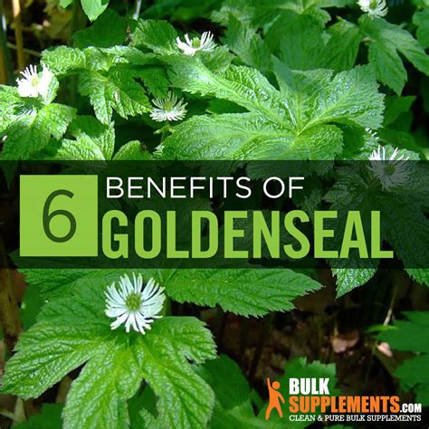 Goldenseal: Benefits, Side Effects & Dosage