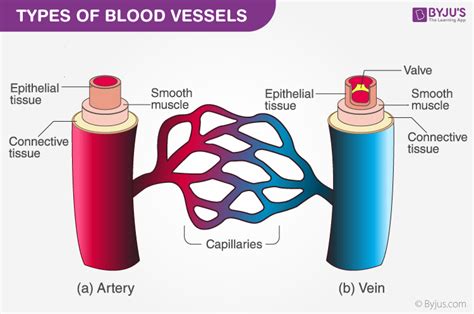 Composition of Blood and its Functions