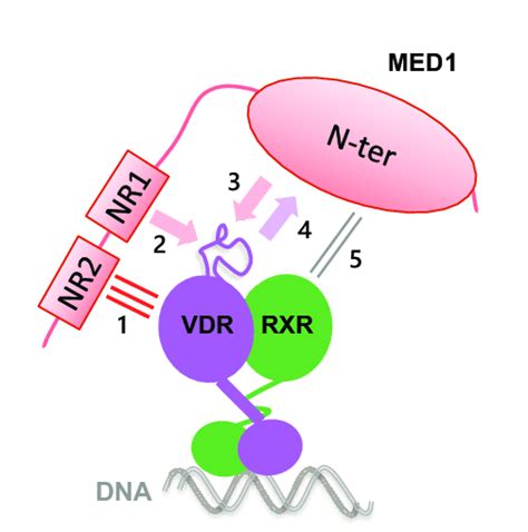 Schematic Representation Of MED1 Binding To Liganded VDR RXR DNA