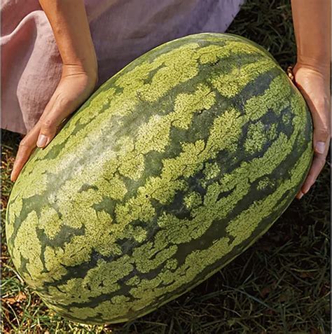 Qauzuy Garden 20 Carolina Cross Watermelon Seeds For