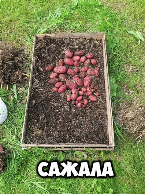 Урожай картошки летом, сажаю картошку в ящики # #дача #огород #грядки # ...