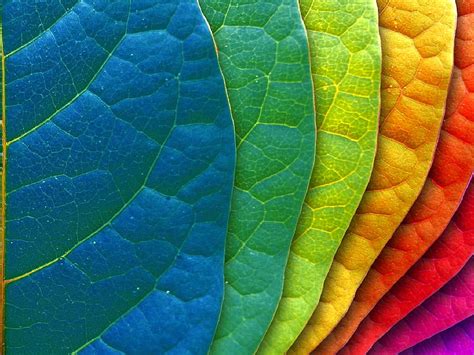 Leaves Color Colors Leaves Bonito HD Wallpaper Peakpx