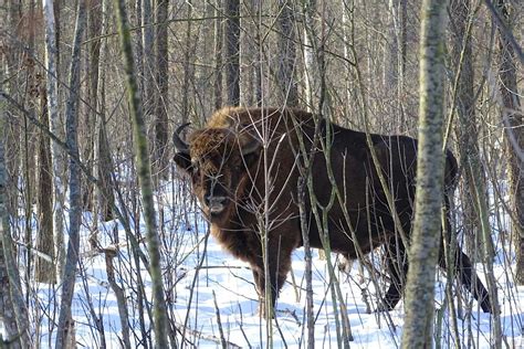 The Chernobyl area has become an involuntary reserve and you can visit it