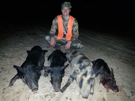 Feral Hog Hunting Fort Stewart ISportsman