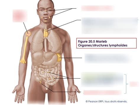 Examen Biologie 2 Final Diagram Quizlet