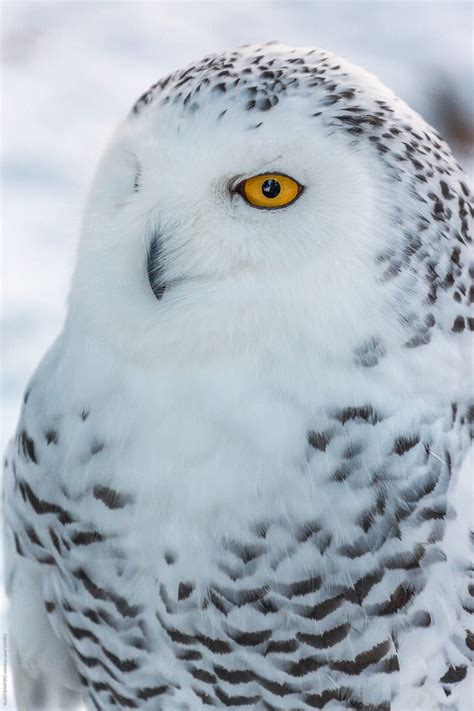 Snowy Owl In Profile Del Colaborador De Stocksy ALAN SHAPIRO Stocksy