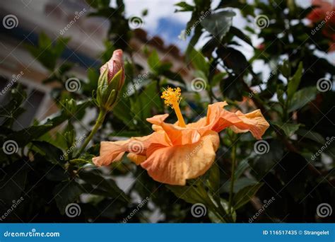 Primer De La Flor Rosada Hermosa Del Hibisco Imagen De Archivo Imagen