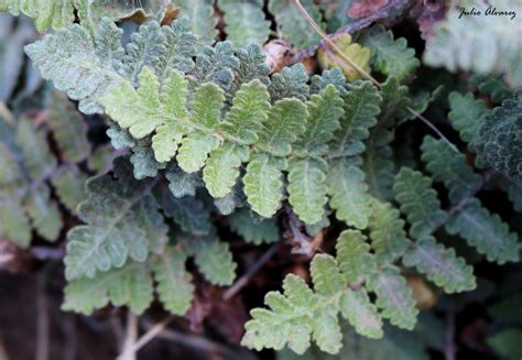 Wavy Scale Cloakfern From Ahualulco De Mercado Jal M Xico On May