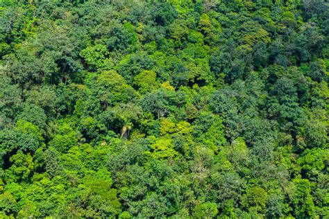 Floresta equatorial características importância