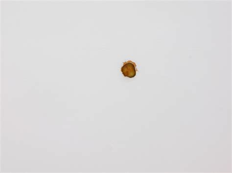 An Australian Artist Pulled a Pickle from a McDonald’s Cheeseburger and ...