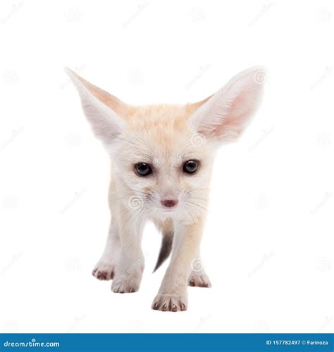 Pretty Fennec Fox Cub On White Background Stock Image Image Of