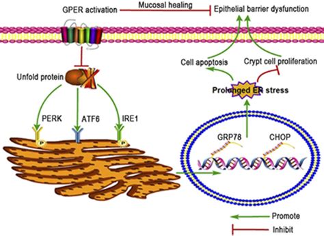 Activation Of The G ProteinCoupled Estrogen Receptor Prevented The