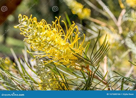 Yellow Grevillea Flower In A Park Stock Photo Image Of Botanical