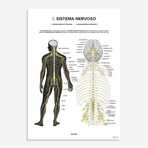 Il Sistema Nervoso Anatomy Poster In Italian