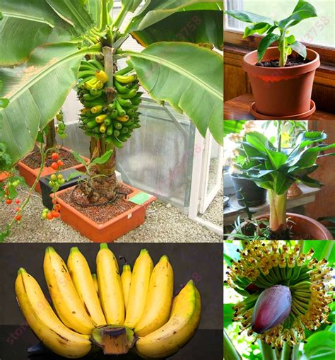 Pcs Banane Graines Arbres Fruitiers Nains Lait Go T En Plein Air