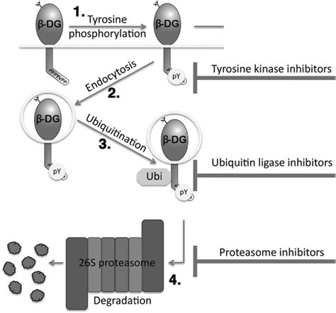 A schematic of the fate of internalized β dystroglycan β DG is shown