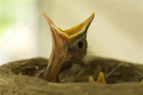 Baby Bird Mouth Wide Open Stock Photo By ©saje 75148859