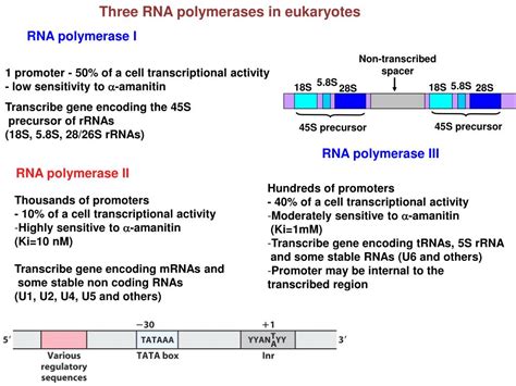 PPT - Three RNA polymerases in eukaryotes PowerPoint Presentation, free ...