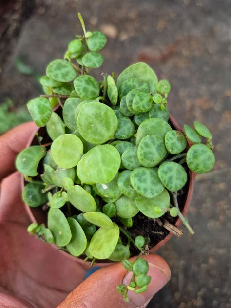 Colar De Tartaruga Planta - COLAR DE TARTARUGA (Peperomia prostrata) - Rebrotar Plantas