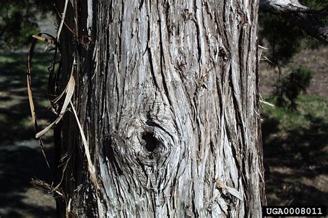 Northern White Cedar Thuja Occidentalis