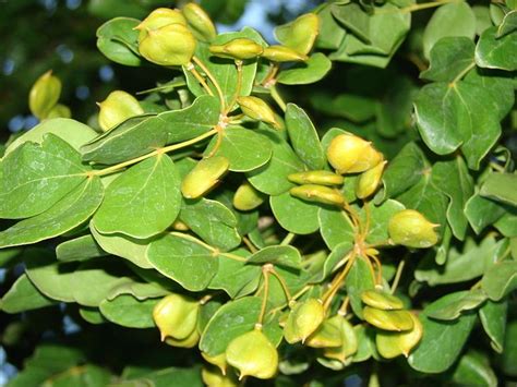 Ольфакторная пирамида panosundaki Pin