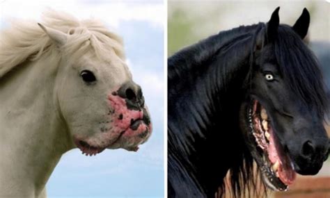 Thanks, I hate horse with dog's mouth : r/TIHI