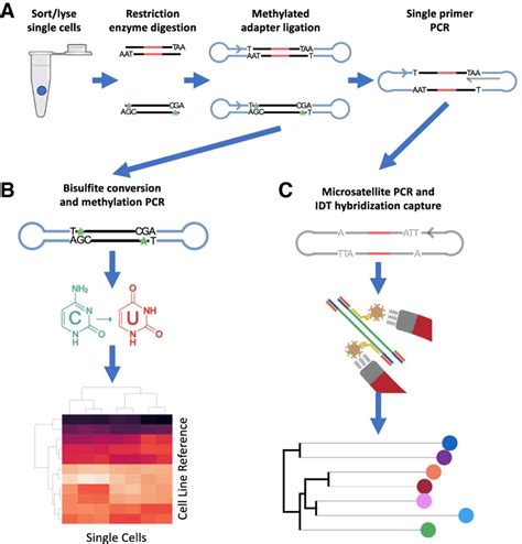 Retrace Simultaneous Retrospective Lineage Tracing And Methylation