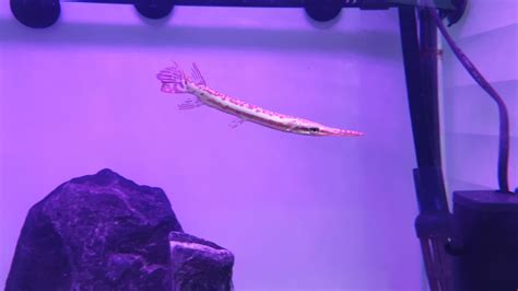 Cute baby spotted gar : aquarium