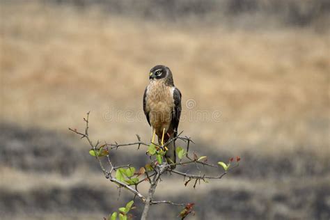 Pale or Pallid Harrier Female, Circus Macrourus, Kolhapur, Maharashtra ...