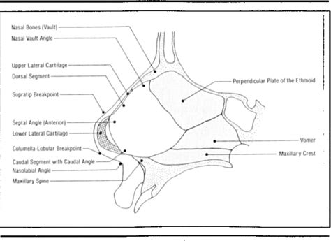 Septal Cartilage