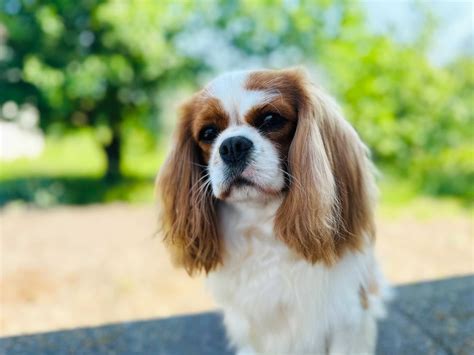 Cavalier King Charles Spaniel Blenheim Piesek Zkwp Fci Krzepice Olx Pl