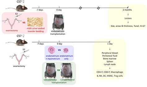 Frontiers Re Evaluation Of Mouse Models Of Endometriosis For