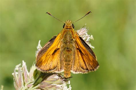 Rostfarbiger Dickkopffalter Ochlodes Sylvanus 3 Flickr