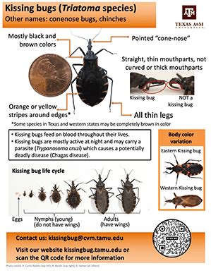 Resources | Kissing Bugs and Chagas Disease in the U.S. | Texas A&M