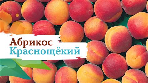 Абрикос Краснощекий - YouTube