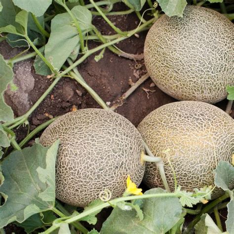 Great Companion Plants For Melons Herbvity