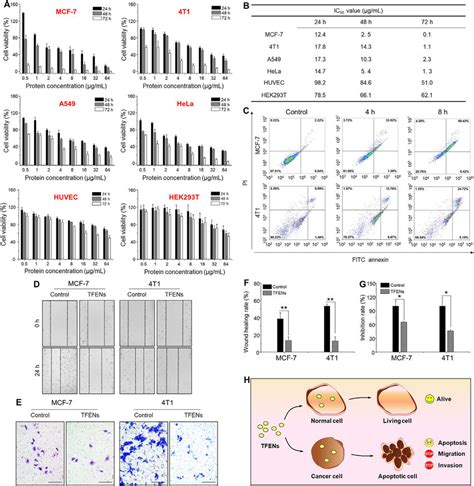 In Vitro Anti Proliferation Pro Apoptotic And Anti Mobility