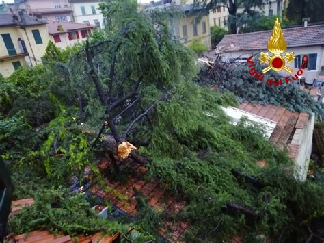 Maltempo Albero Si Abbatte Su Un Palazzo Gi Altre Due Piante