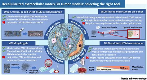 Decellularized Extracellular Matrix For Bioengineering Physiomimetic 3d