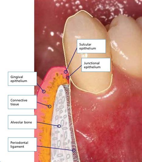 Junctional Epithelium Periodontics Gingiva Anatomy