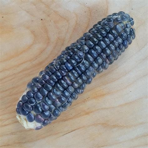 Black Aztec Corn Zea Mais Seeds