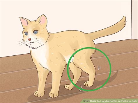 3 Ways To Handle Septic Arthritis In Cats Wikihow